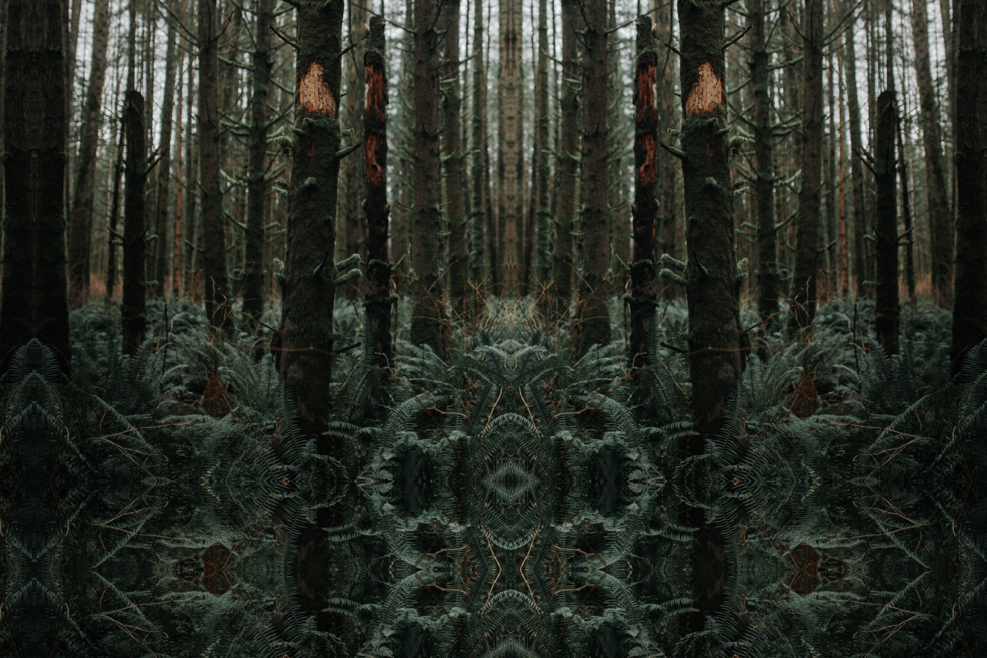 Forest of mossy trees surrounded by ferns